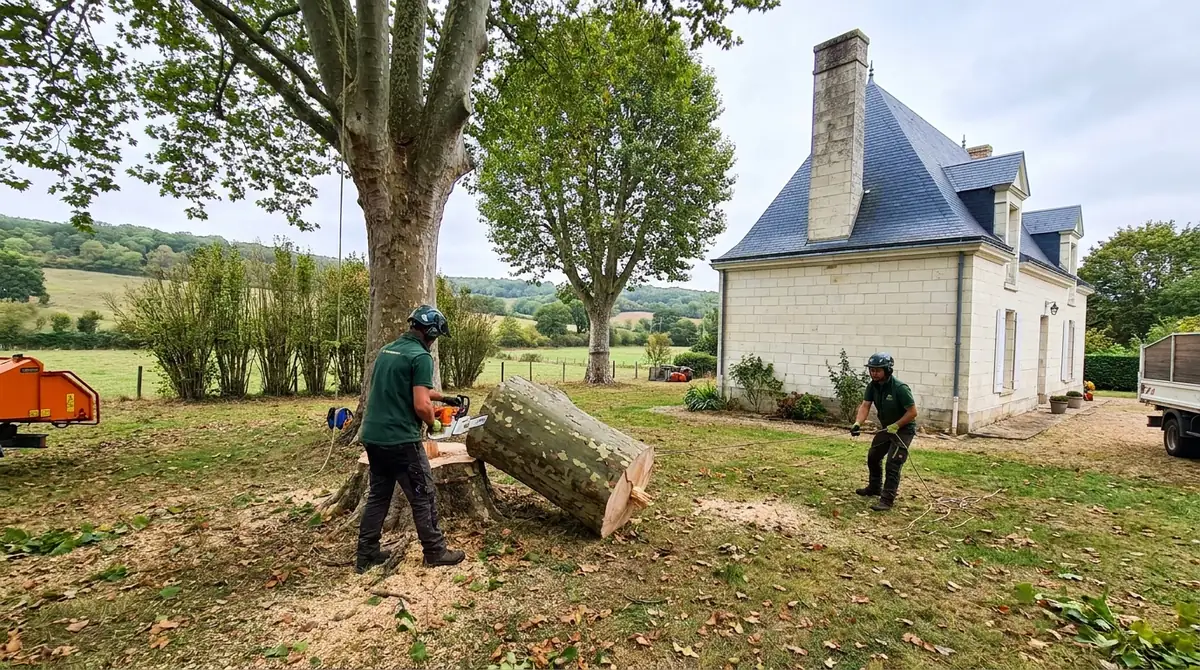 Abattage d'arbre : réglementation et autorisation (Indre-et-Loire)