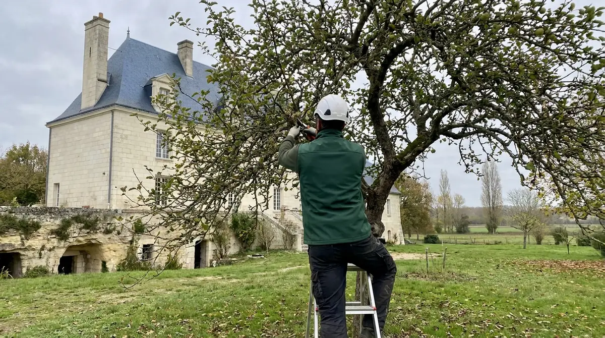 Élagage des arbres fruitiers : guide complet par espèce (Indre-et-Loire)