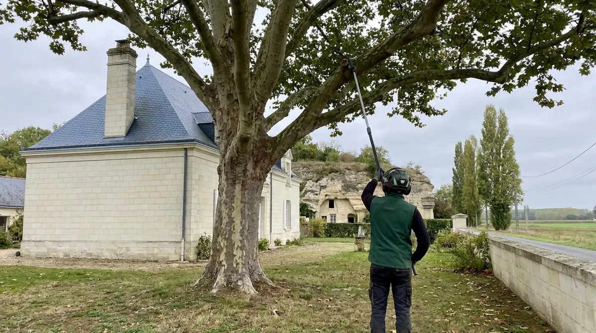 Quand élaguer ses arbres ? Calendrier idéal mois par mois (Indre-et-Loire)