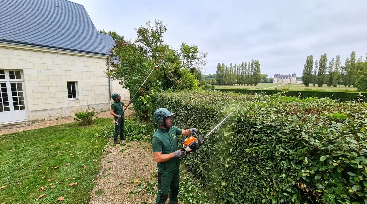 Quand tailler une haie ? Calendrier et bonnes pratiques (Indre-et-Loire)
